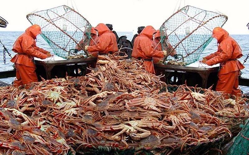 威尼斯打捞螃蟹（威尼斯打捞螃蟹的地方）